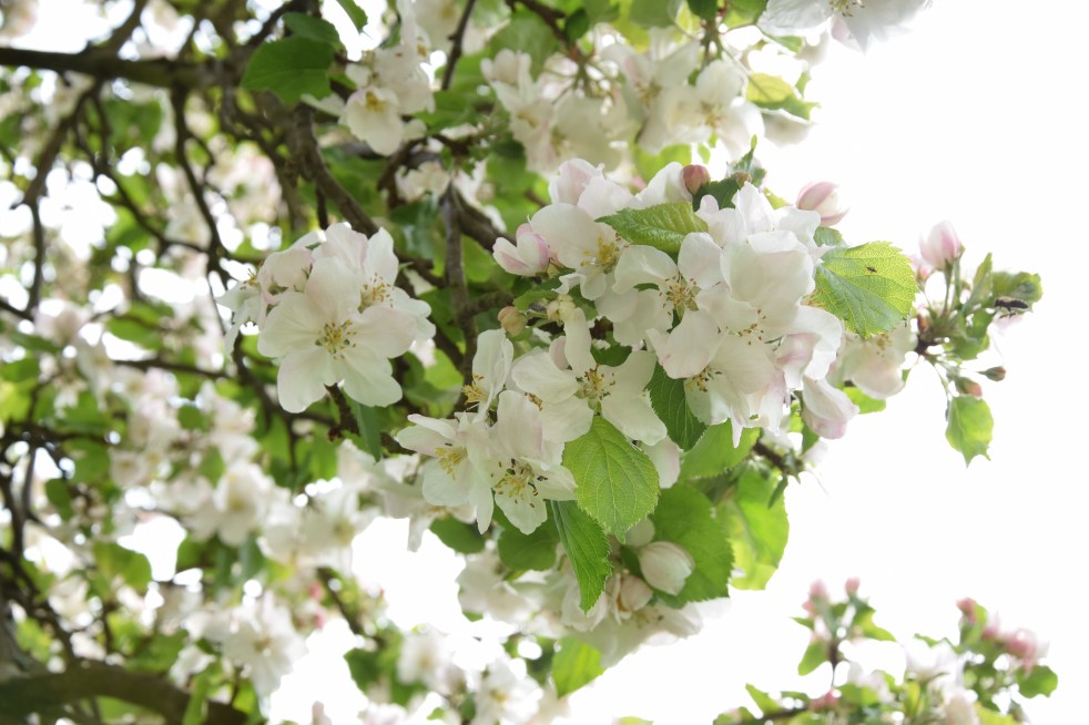 Apfelblüte